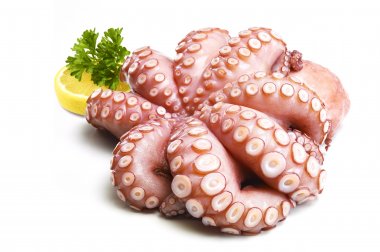 Octopus Pulpo ganz